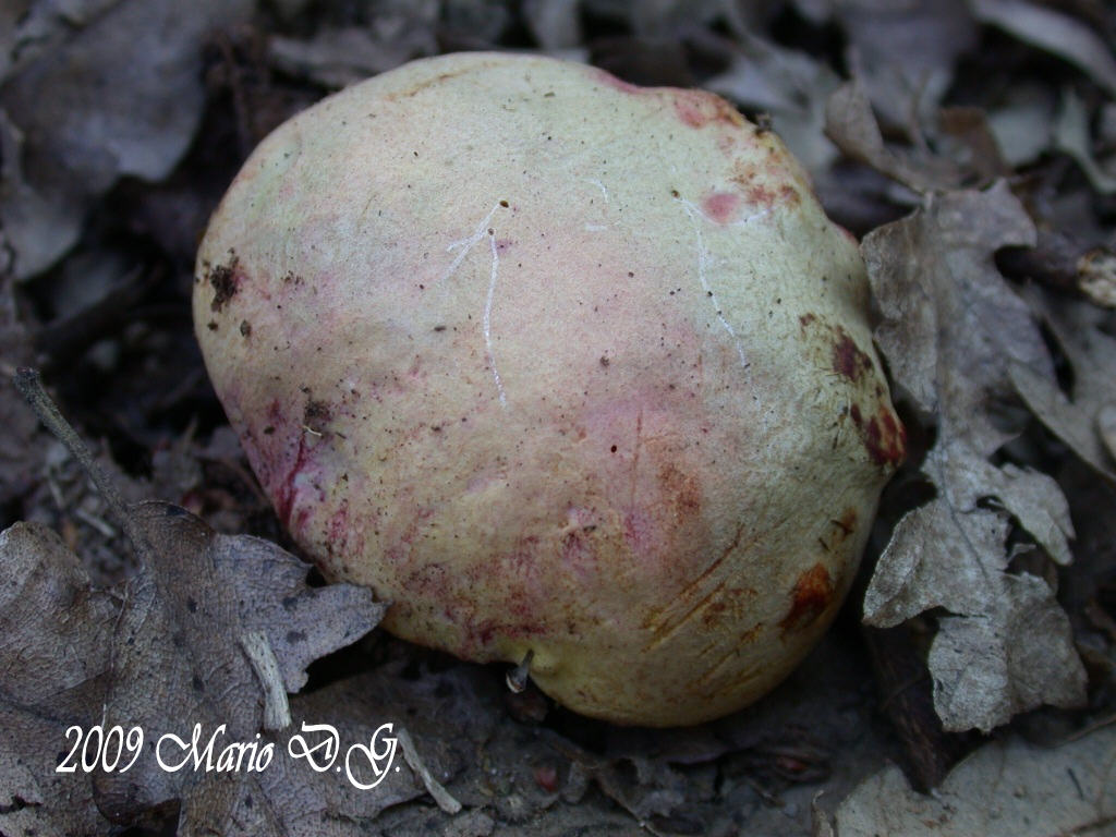 Boletus da determinare >>> n� 1